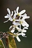 AMELANCHIER LAMARCKII