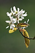 AMELANCHIER LAMARCKII