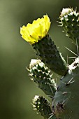 OPUNTIA ROBUSTA