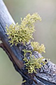 LICHEN, MOSS