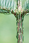 CONIFER DETAIL