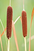 TYPHA LATIFOLIA