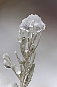 SAGEBRUSH, ARTEMISIA TRIDENTATA