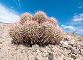 ECHINOCACTUS CULTIVAR