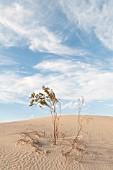 LARREA TRIDENTATA, CREOSOTE BUSH