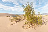 LARREA TRIDENTATA, CREOSOTE BUSH