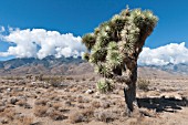 YUCCA BREVIFOLIA