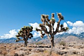 YUCCA BREVIFOLIA