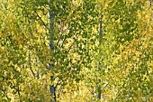 POPULUS TREMULOIDES, ASPEN