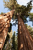 METASEQUOIA CULTIVAR