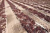 GRAPES DRYING