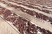 GRAPES DRYING