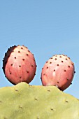 OPUNTIA COCHENILLIFERA