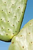 OPUNTIA COCHENILLIFERA