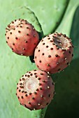 OPUNTIA COCHENILLIFERA