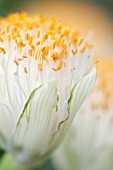 HAEMANTHUS ALBIFLOS