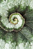 BEGONIA ESCARGOT