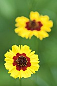 COREOPSIS TINCTORIA