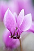 CYCLAMEN HEDERIFOLIUM RUBY GLOW