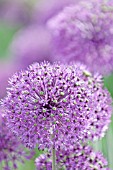 ALLIUM HOLLANDICUM PURPLE SENSATION