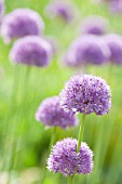 ALLIUM HOLLANDICUM PURPLE SENSATION