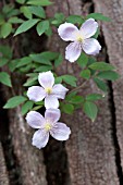 CLEMATIS MONTANA