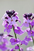 ERYSIMUM BOWLES MAUVE