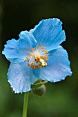 MECONOPSIS BETONICIFOLIA