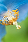 MECONOPSIS BETONICIFOLIA