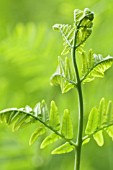 OSMUNDA REGALIS