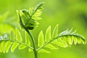 OSMUNDA REGALIS