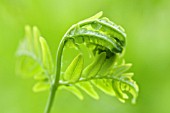 OSMUNDA REGALIS