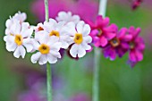 PRIMULA BEESIANA