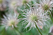 PULSATILLA VULGARIS