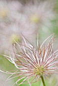 PULSATILLA VULGARIS