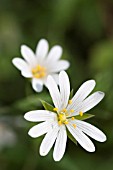 STELLARIA HOLOSTEA