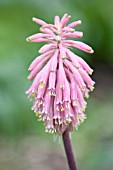 VELTHEIMIA BRACTEATA