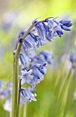 HYACINTHOIDES NON-SCRIPTA