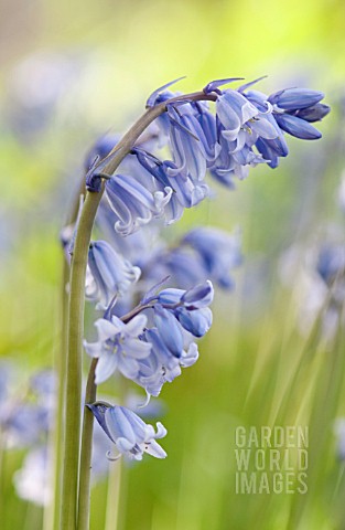 HYACINTHOIDES_NONSCRIPTA