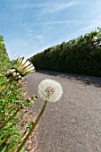 TARAXACUM OFFICINALE