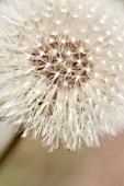 TARAXACUM OFFICINALE