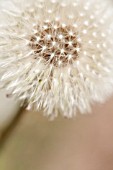 TARAXACUM OFFICINALE