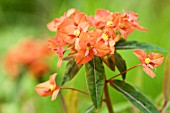 EUPHORBIA GRIFFITHI FIREGLOW