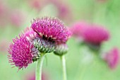 CIRSIUM RIVULARE ATROPURPUREUM