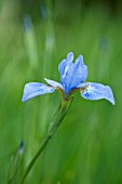 IRIS SIBIRICA CANONBURY BELLE