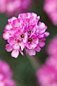 ARMERIA MARITIMA RUBRIFOLIA