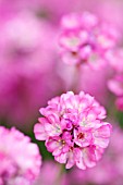 ARMERIA MARITIMA RUBRIFOLIA