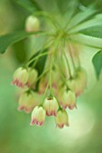 ENKIANTHUS CAMPANULATUS