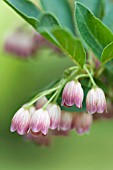 ENKIANTHUS CAMPANULATUS