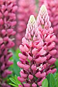 LUPINUS GALLERY RED